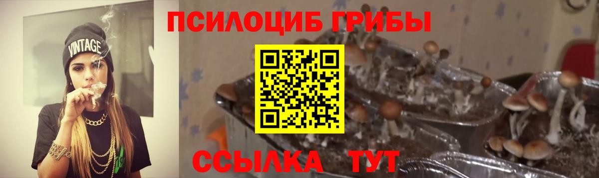 Галлюциногенные грибы Psilocybine cubensis Горно-Алтайск